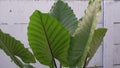 large taro leaves in the garden Royalty Free Stock Photo