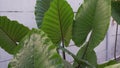 large taro leaves in the garden