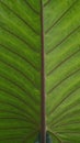 large taro leaves in the garden