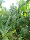 The large Taro Leaves