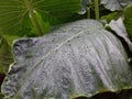 Large Taro leaves