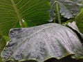 Large Taro leaves