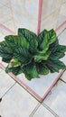 large taro leaves with white stripes in a pot