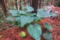 a large taro tree that lives in the forest