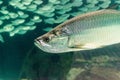 Large Tarpon fish Megalops atlanticus swims Royalty Free Stock Photo