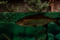 Large Tarpon fish Megalops atlanticus swims among a school of smaller fish