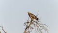 A large Tawny Eagle, Aquila rapax, is perched on top of a dry tree in South Africa Royalty Free Stock Photo