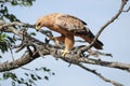 Tawny Eagle perched on a branch