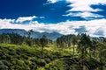 Large tea plantation. Green tea in mountains. Nature of Sri Lanka. Tea in Sri Lanka. The cultivation of tea. Green plantation. Royalty Free Stock Photo