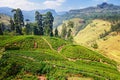 Tea plantation in up country near Nuwara Eliya, Sri Lanka Royalty Free Stock Photo