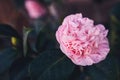 A large tea rose with delicate wavy pink petals on a bush. Lilac flower with red patches with dark green cold leaves. A natural ph Royalty Free Stock Photo