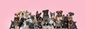 Large team of dogs and cats posing wearing bowties