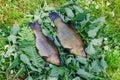 Large tench lying on the tufts of nettle outdoor Royalty Free Stock Photo