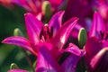 Large tender lily flower in the garden