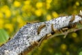 Large Tent Caterpillar Nest Close Up Royalty Free Stock Photo