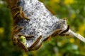 Large Tent Caterpillar Nest Royalty Free Stock Photo