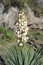 Large terminal panicles of whitish flowers of a Yucca plant. Royalty Free Stock Photo