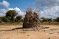 Large terminte mound with vegetation and trees growing inside of it, in Tarangire National Park Tanzania Royalty Free Stock Photo