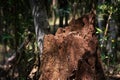 Large termite hill in the middle of the forest