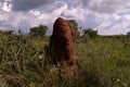 Large termite mound in the Brazilian cerrado with bioluminescence