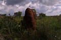 Large termite mound in the Brazilian cerrado with bioluminescence