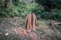 Large termite mound in forest