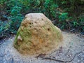 Termite Mound, Australian Bush Royalty Free Stock Photo