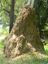 Large Termite mound (nest) Royalty Free Stock Photo