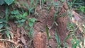 large termite mound nest in tropical area Royalty Free Stock Photo