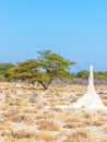 large termite mound in typical african landscape, Onguma Game Reserve, Namibia. Royalty Free Stock Photo