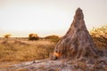 Large termite mound in typical african landscape at sunset, Onguma Game Reserve, Namibia. Royalty Free Stock Photo