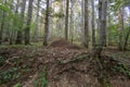 Large termite mound in the woods Royalty Free Stock Photo