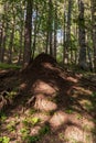 Large termite mound in the woods Royalty Free Stock Photo
