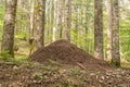 Large termite mound in the woods Royalty Free Stock Photo