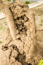 Termite nest on the island kin the dead wood