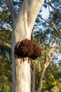 Large termite nest protruding out of native Australian gum tree Royalty Free Stock Photo