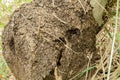 Large Termite Nest