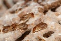 Large termites team with walking. Royalty Free Stock Photo