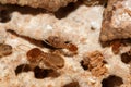 Large termites team with walking. Royalty Free Stock Photo