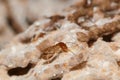 Large termites with walking. Royalty Free Stock Photo