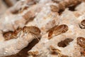 Large termites with walking on a termite nest. Royalty Free Stock Photo