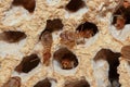 Large termites with walking. Royalty Free Stock Photo