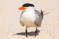 Large tern Royalty Free Stock Photo
