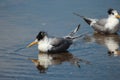 Great Crested Tern in Australia Royalty Free Stock Photo