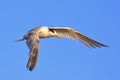 Great Crested Tern in Australia Royalty Free Stock Photo