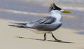 Great Crested Tern in Australia Royalty Free Stock Photo