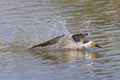 An American black skimmer landing in water. Royalty Free Stock Photo