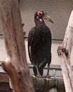 A large terrifying black vulture-like bird at the Zoo