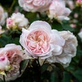 Large terry flowers of the bush English rose in the garden. Royalty Free Stock Photo