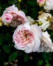 Large terry flowers of the bush English rose in the garden. Royalty Free Stock Photo